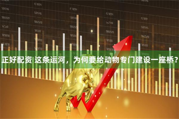 正好配资 这条运河，为何要给动物专门建设一座桥？